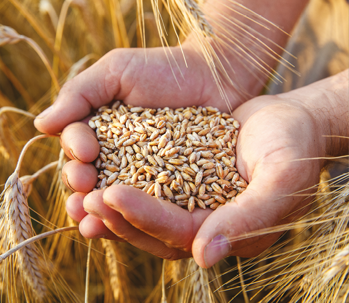 The hands of a farmer close-up holding a handful of wheat grains in a wheat field.