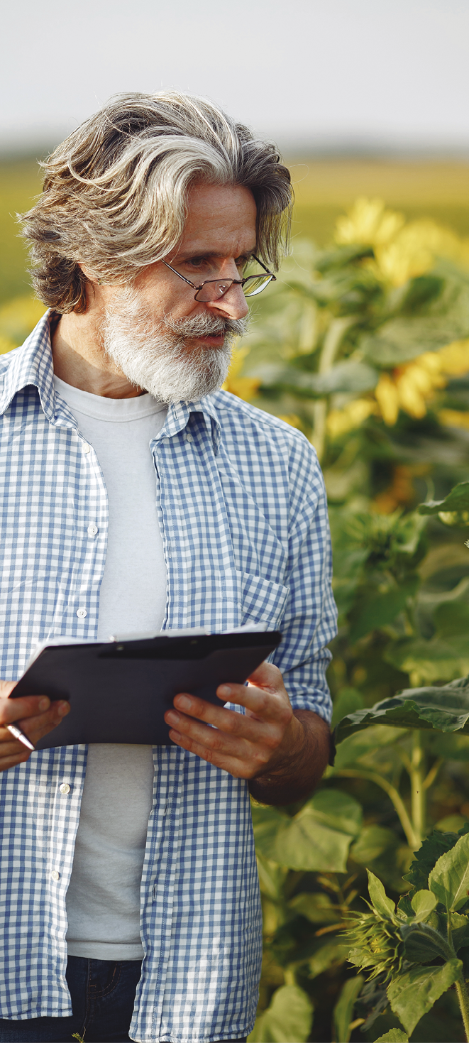 Farmer examines the field. Agronomist or farmer examines the growth of wheat.